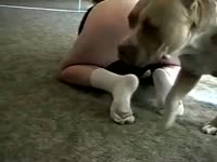 Dog sniffs and fucks the pussy of curvy lady
